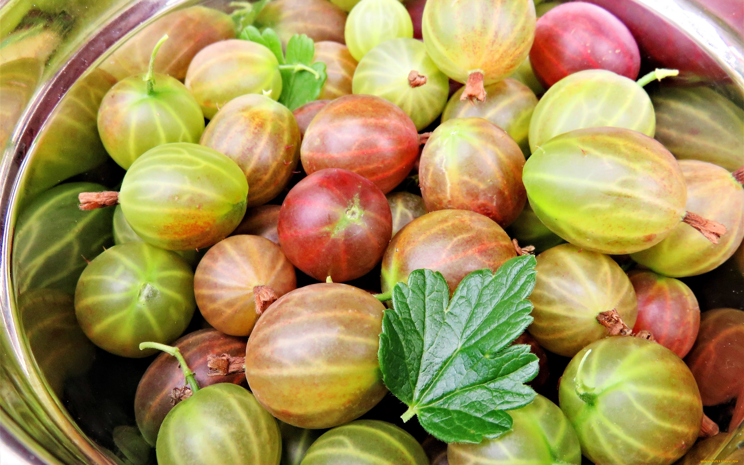 ���, ���������, �����, ������, �����